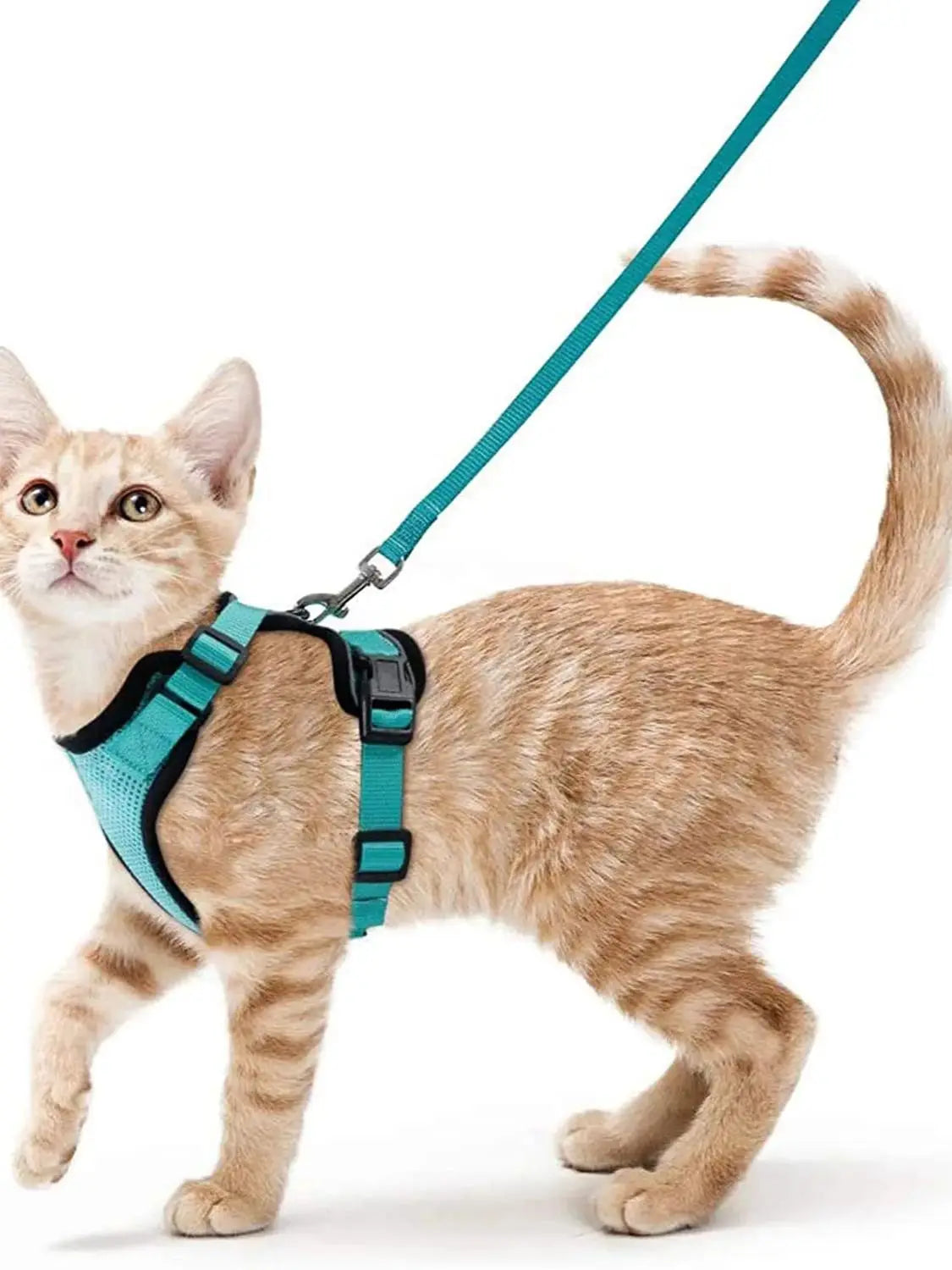 coleira e cinto para gatos - Luupet