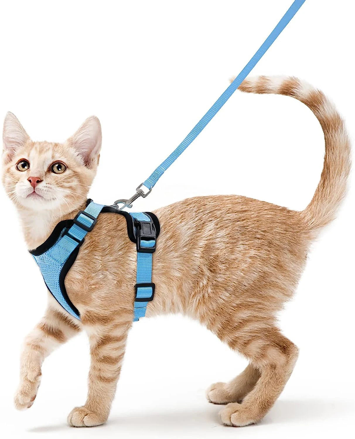 coleira e cinto para gatos - Luupet