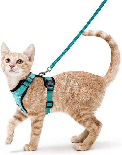 coleira e cinto para gatos - Luupet