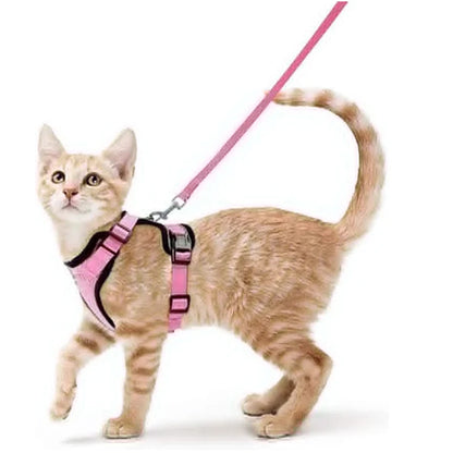 coleira e cinto para gatos - Luupet