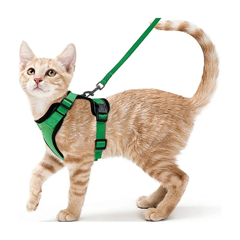 coleira e cinto para gatos - Luupet