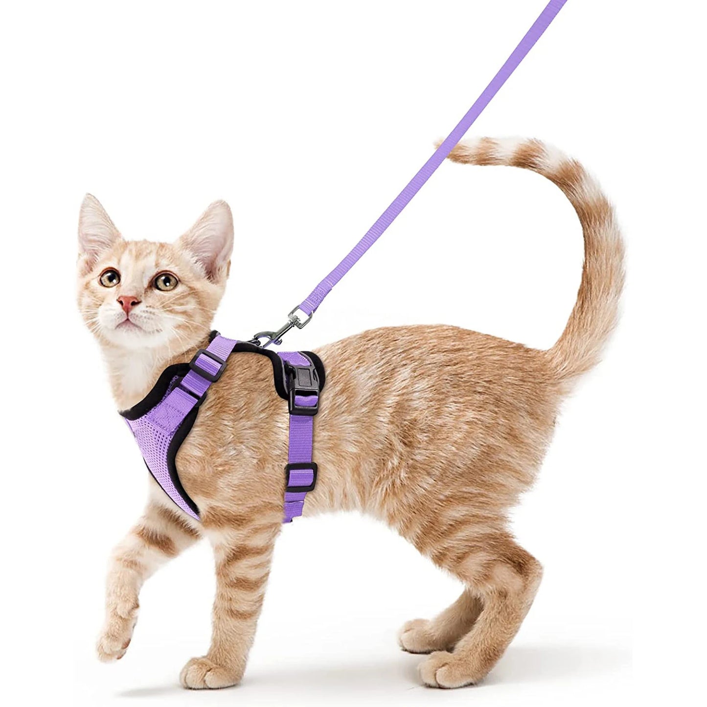 coleira e cinto para gatos - Luupet