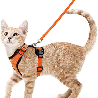 coleira e cinto para gatos - Luupet