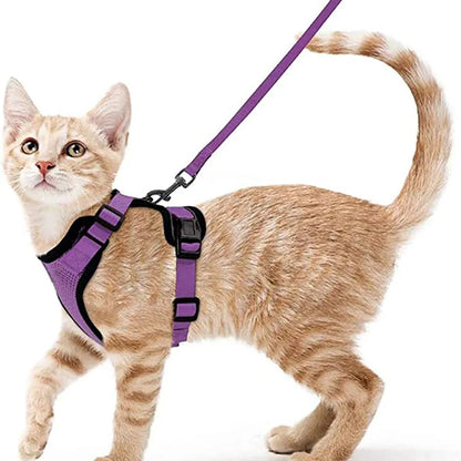 coleira e cinto para gatos - Luupet