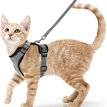 coleira e cinto para gatos - Luupet