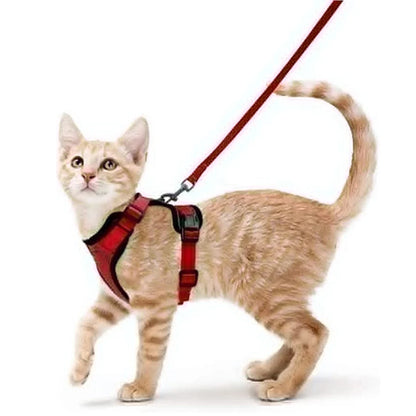 coleira e cinto para gatos - Luupet