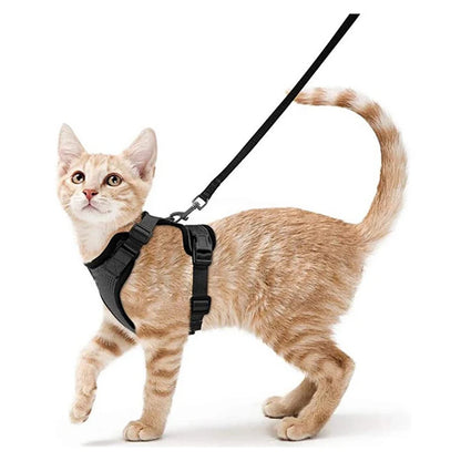 coleira e cinto para gatos - Luupet
