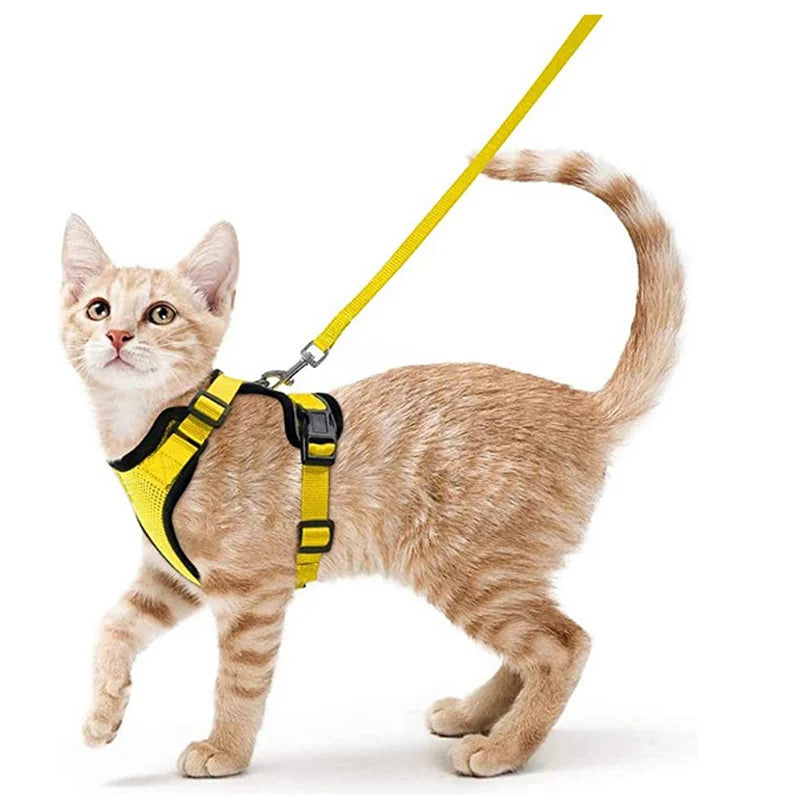 coleira e cinto para gatos - Luupet